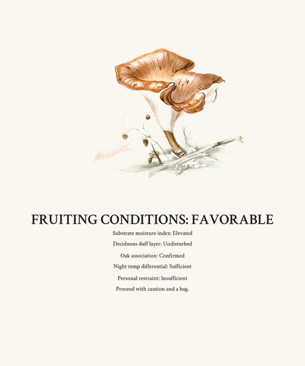 Mycology Fruiting Forecast Shirt — Funny Mushroom Forager Tee, Vintage