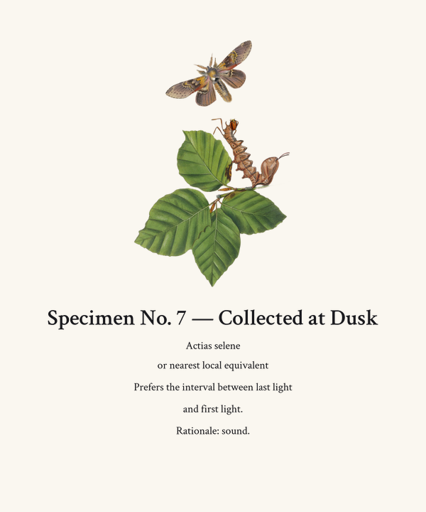 Specimen Moth Plate Shirt — Dark Academia Entomology Tee, Vintage Vict